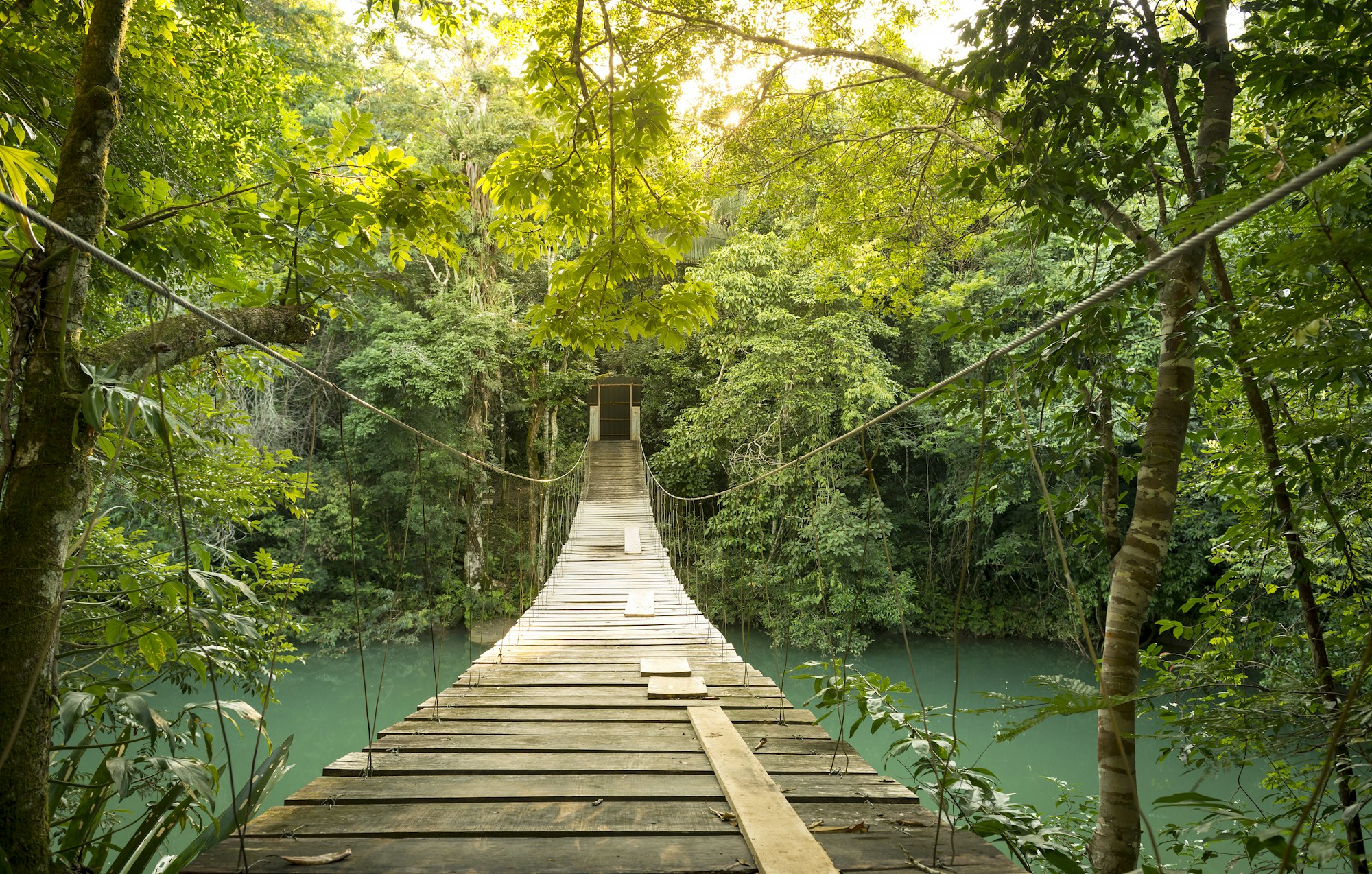 Tranquil Forest Footbridge