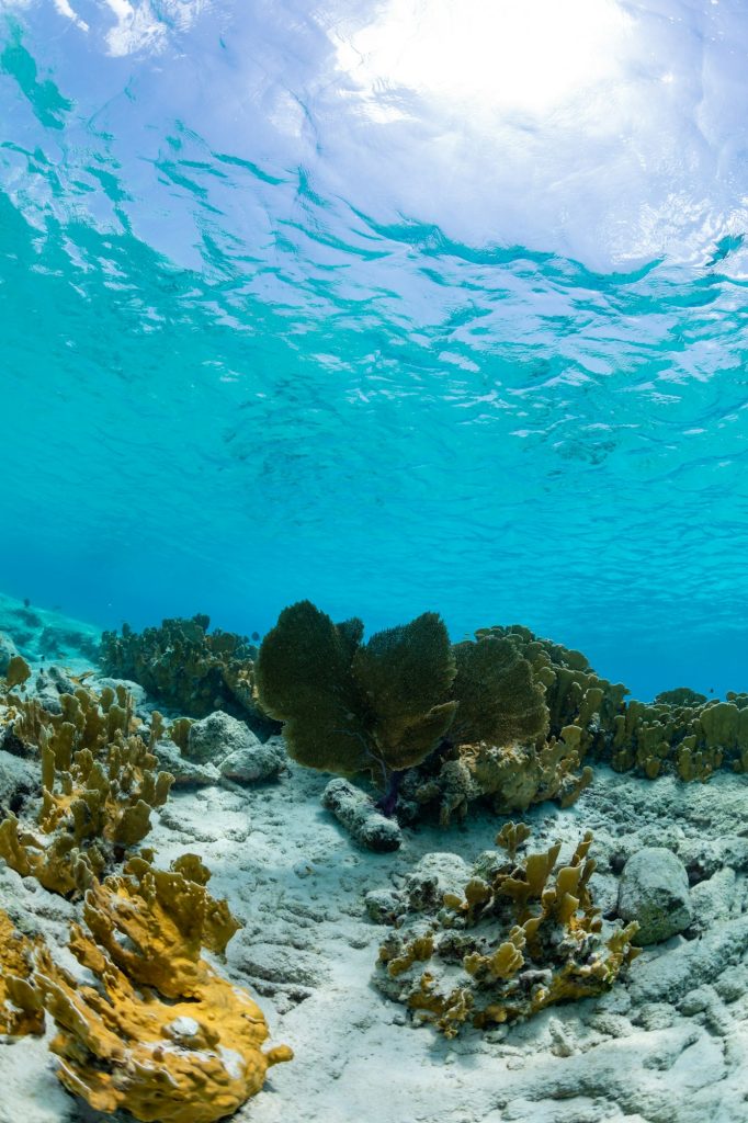 Vertical shot of the underwater ocean world getting in touch with the sky in Bonaire, Caribbean