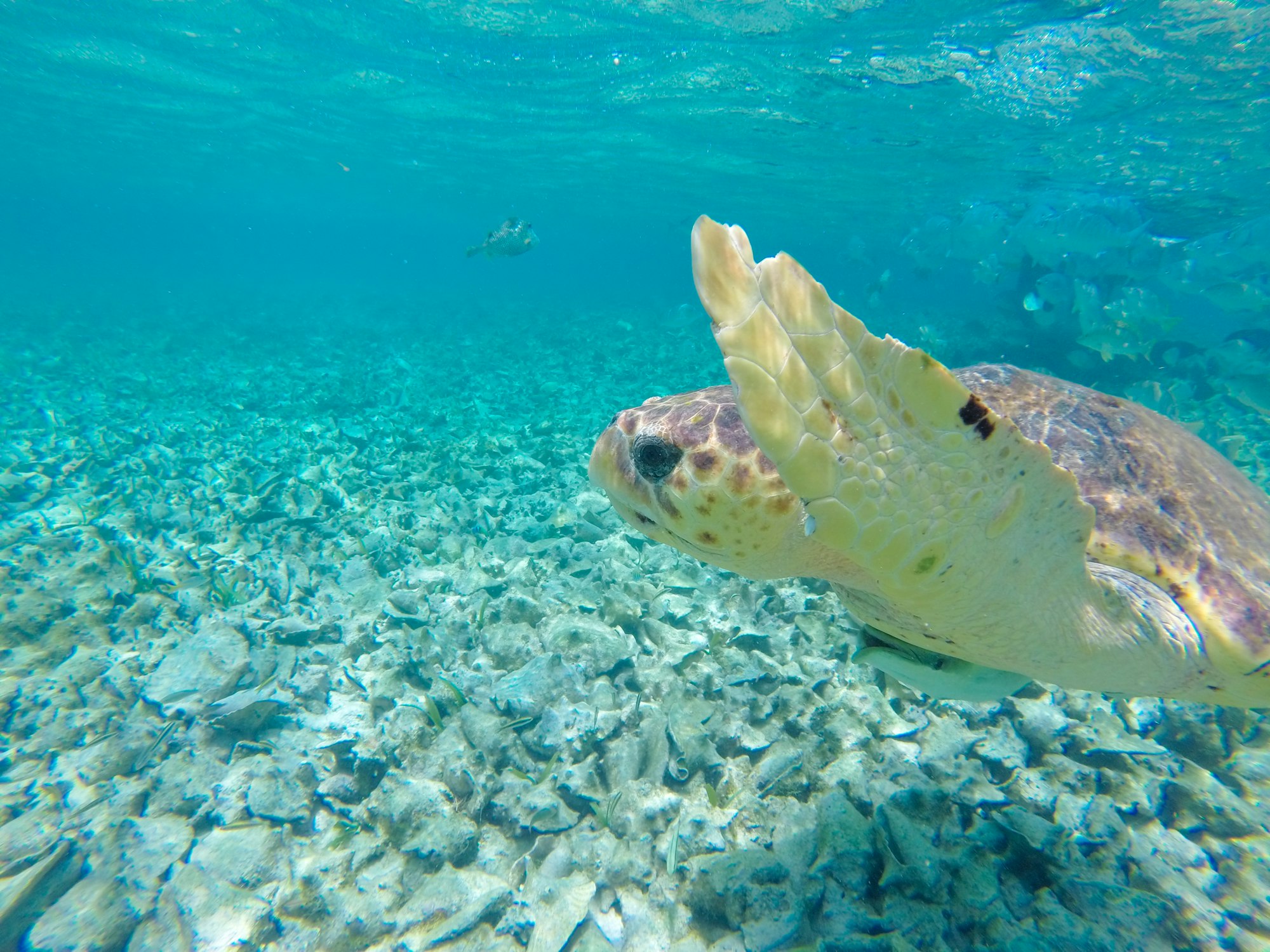 Breathtaking shot of an underwater landscape with tropical fishes in Caye Caulker island