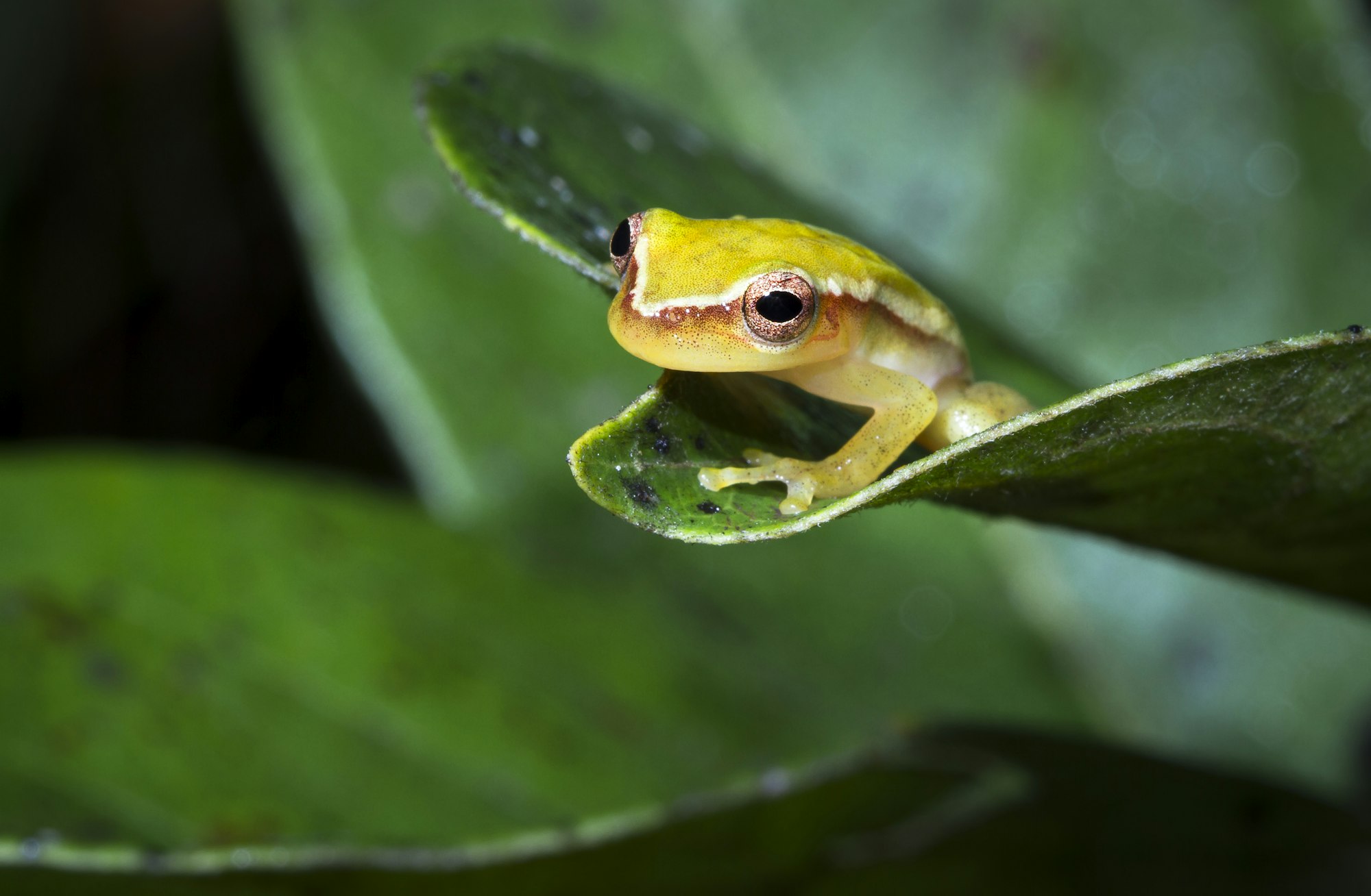 Painted Treefrog in Belize